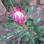 protea